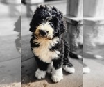 Small Bernedoodle