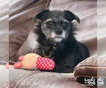 Small Photo #3 Mutt Puppy For Sale in Washington, DC, USA