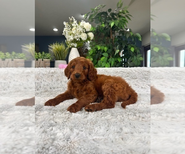 Medium Photo #3 Goldendoodle Puppy For Sale in GREENFIELD, IN, USA