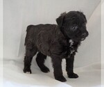 Small Photo #2 Foodle Puppy For Sale in FREDERICKSBG, OH, USA