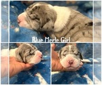 Puppy Blue Merle girl Great Dane