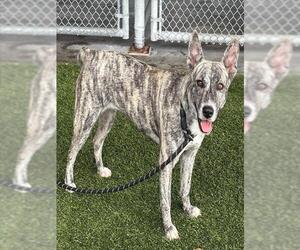 SNOW WHITE - Female Holland Shepherd-Unknown Mix Dog for Adoption - Photo #2