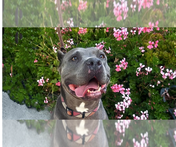Medium Photo #5 American Pit Bull Terrier Puppy For Sale in West Hollywood, CA, USA