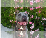 Small #4 American Pit Bull Terrier