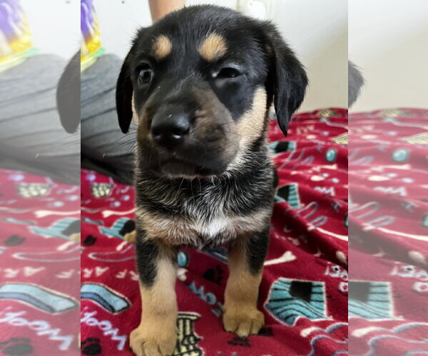 Medium Photo #3 Black and Tan Coonhound-Rottweiler Mix Puppy For Sale in Mooresville, NC, USA