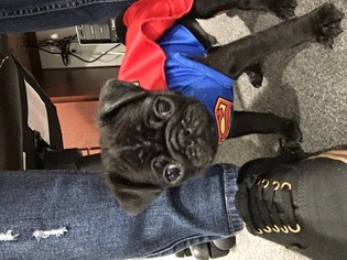 Pug Puppy for sale in WEST SACRAMENTO, CA, USA