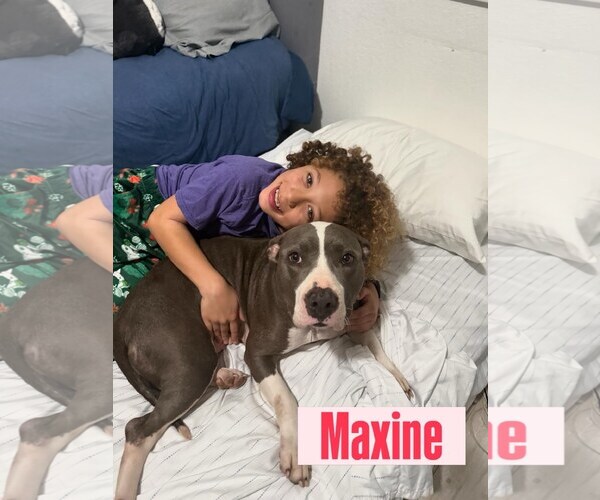 Medium Photo #3 American Pit Bull Terrier Puppy For Sale in Berkeley, CA, USA