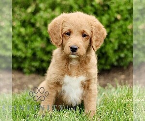 Miniature Labradoodle Puppy for sale in STRASBURG, PA, USA