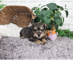 Small #2 Schnauzer (Miniature)