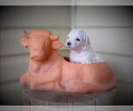 Small Photo #35 Goldendoodle Puppy For Sale in CHEYENNE, WY, USA