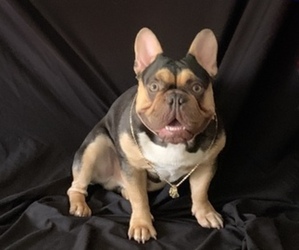 Father of the French Bulldog puppies born on 10/29/2020