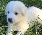Small Photo #3 Great Pyrenees Puppy For Sale in AMELIA, VA, USA