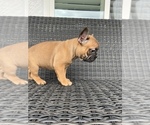 Small Photo #2 French Bulldog Puppy For Sale in CORONA, CA, USA