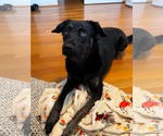 Small #4 German Shepherd Dog Mix