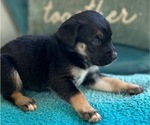 Puppy Persephone Cane Corso-Siberian Husky Mix