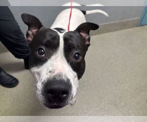 American Bulldog-Unknown Mix Dogs for adoption in Las Vegas, NV, USA