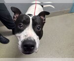 Small American Bulldog Mix