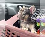 Small #1 French Bulldog