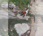 Peaches N CREAM - Female Dachshund Puppy for Sale - Photo #2