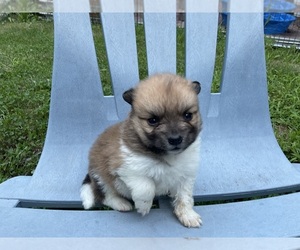 Pomeranian Puppy for Sale in MIDDLEBORO, Massachusetts USA