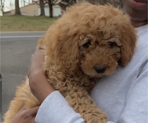 Miniature Labradoodle Puppy for sale in NASHUA, NH, USA