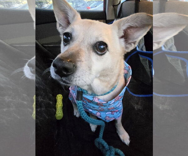 Medium Photo #5 Pembroke Welsh Corgi-Unknown Mix Puppy For Sale in Rockaway, NJ, USA
