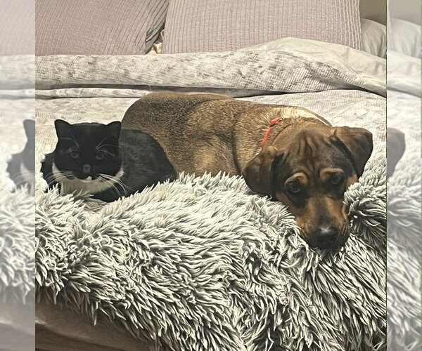 Medium Photo #11 Labrador Retriever-Unknown Mix Puppy For Sale in Canton, CT, USA