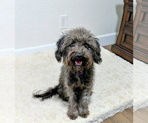 Violet - Female Poodle (Miniature)-Unknown Mix Dog for Adoption - Photo #5