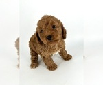Small Photo #2 Poodle (Toy) Puppy For Sale in BATESBURG, SC, USA