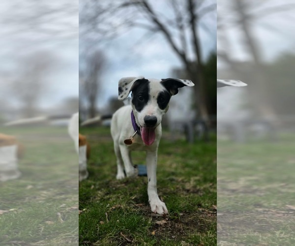 Medium Photo #2 Mutt Puppy For Sale in pomfret, CT, USA