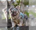 Small Photo #1 French Bulldog Puppy For Sale in CHICAGO, IL, USA