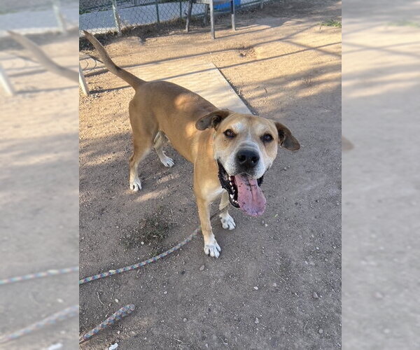 Medium Photo #4 Mutt Puppy For Sale in phoenix, AZ, USA