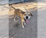 Small #3 Mutt