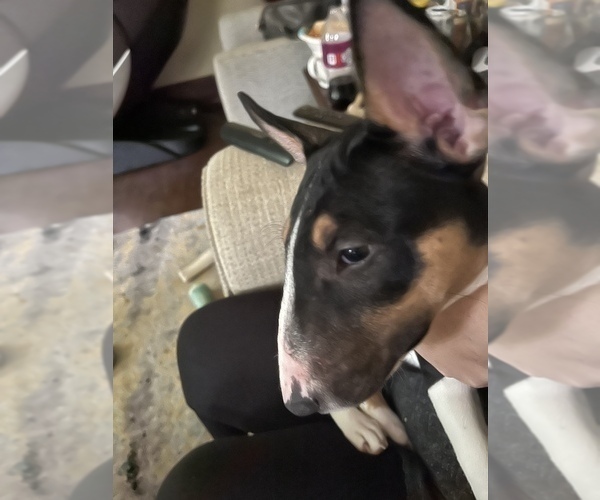 Medium Photo #1 Bull Terrier Puppy For Sale in ROCKY MOUNT, NC, USA