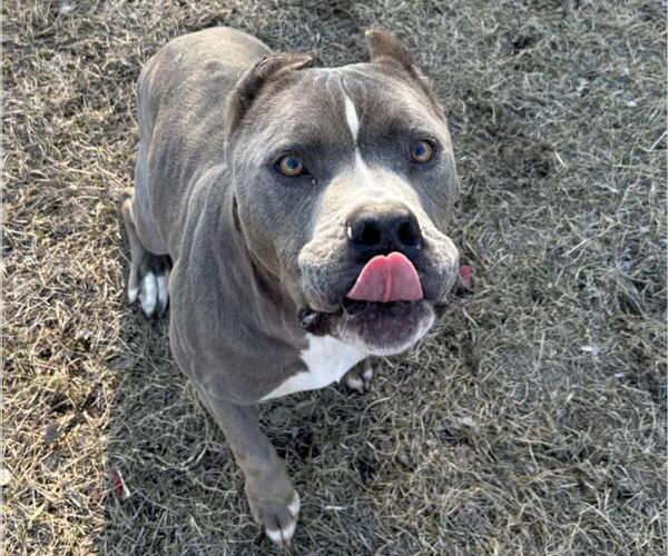 Medium Photo #5 American Staffordshire Terrier-Unknown Mix Puppy For Sale in Anniston, AL, USA
