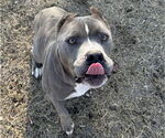 Small #4 American Staffordshire Terrier Mix