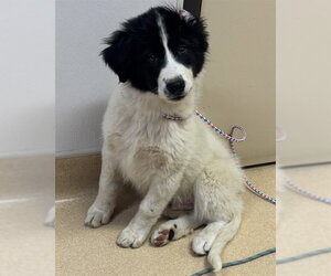Pyrenees Border Collie Dogs for adoption in Placerville, CA, USA