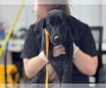 Small Labrador Retriever Mix