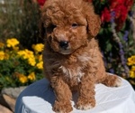 Small #5 Goldendoodle (Miniature)