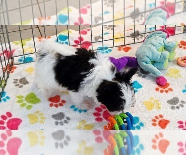 Medium Photo #5 Papitese Puppy For Sale in ORO VALLEY, AZ, USA