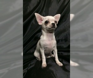 Chihuahua Puppy for sale in SAINT PETERSBURG, FL, USA