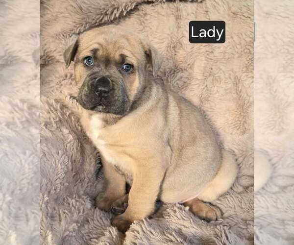 Medium Photo #1 Cane Corso Puppy For Sale in MINERAL WELLS, WV, USA