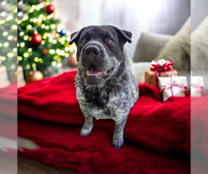 Mutt Dogs for adoption in Vail, AZ, USA