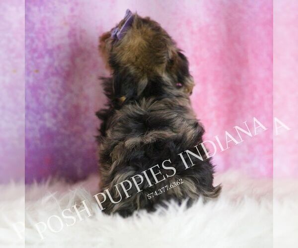 Medium Photo #6 Yorkipoo Puppy For Sale in WARSAW, IN, USA