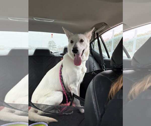 Medium Photo #6 Australian Shepherd-white german shepherd Mix Puppy For Sale in Holly Springs, NC, USA