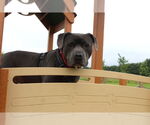 Small #22 American Pit Bull Terrier