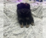 Small #2 Pomeranian