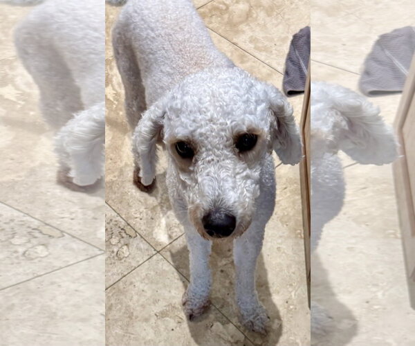 Medium Photo #3 Poodle (Miniature) Puppy For Sale in Boca Raton, FL, USA