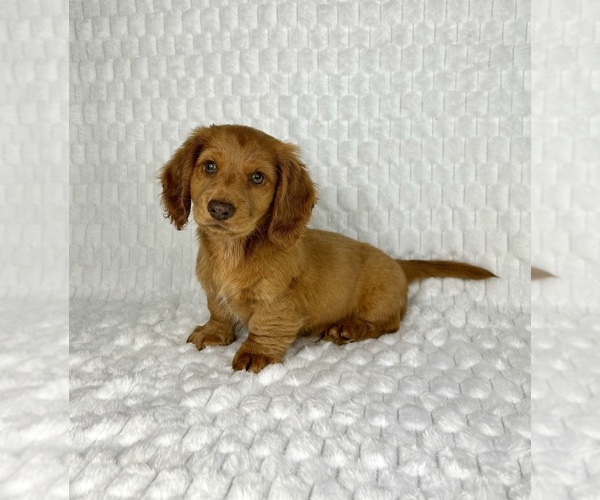 Medium Photo #2 Dachshund Puppy For Sale in FRANKLIN, IN, USA