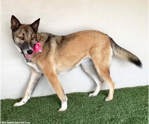 Magda - Female German Shepherd Dog-Unknown Mix Dog for Adoption - Photo #3